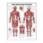 Massage Learning Aids - Massage Education Aids - Massage Teaching Aids