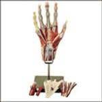 Anatomical Figures - Anatomical Models - Medical Models