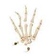 Disarticulated Half Skeleton - Right