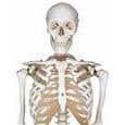 Stan-Standard Skeleton W/Pelvic Roller Stand