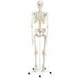 Stan-Standard Skeleton W/Pelvic Roller Stand