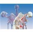 Sam-The Super Skeleton W/Pelvic Roller Stand