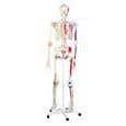Super Human Skeleton Model "Sam" with Pelvic Roller Stand