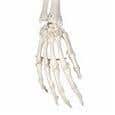 The Functional Skeleton On Hanging Stand