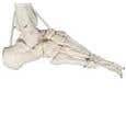 The Functional Skeleton On Hanging Stand