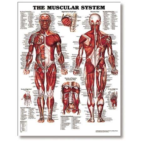 The Male Muscular System 20" X 26" Styrene