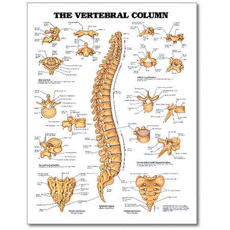 Chart Vertebral Column 20" X 26" Styrene