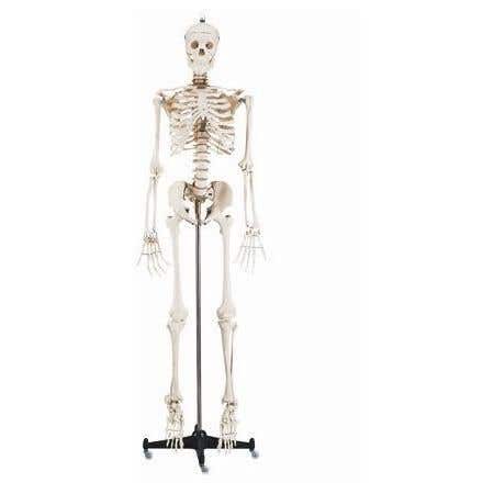 Budget Bucky Skeleton