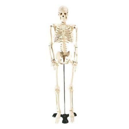 Mr. Thrifty Skeleton