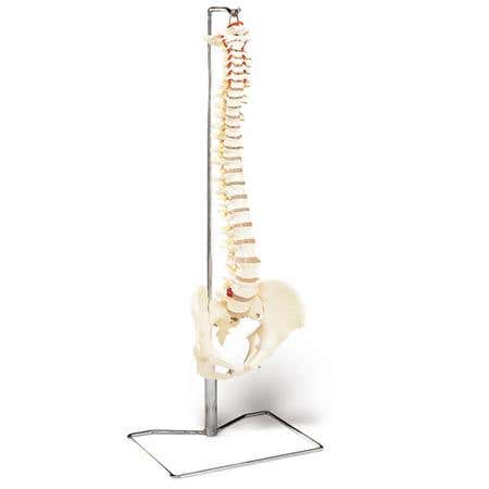 Economy Vertebral Column With Stand