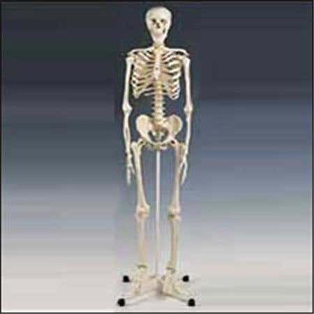 Model Full Skeleton W/Stand