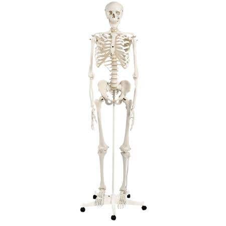 Stan-Standard Skeleton W/Pelvic Roller Stand
