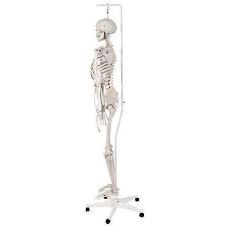 Stan The Standard Skeleton W/Hanging Roller Stand