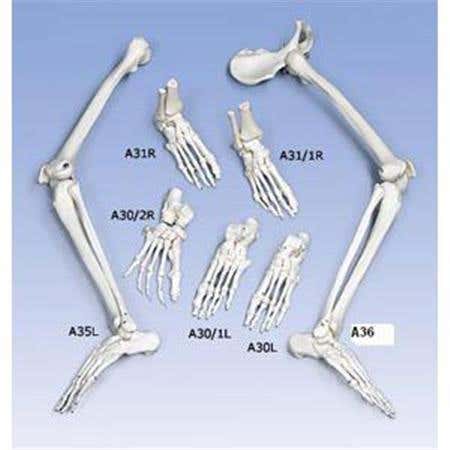 Left Foot &amp; Ankle With Tibia And Fibula