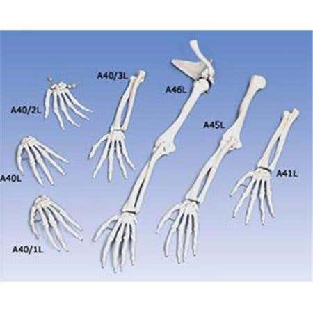 Hand Skeleton With Lower Arm - Right