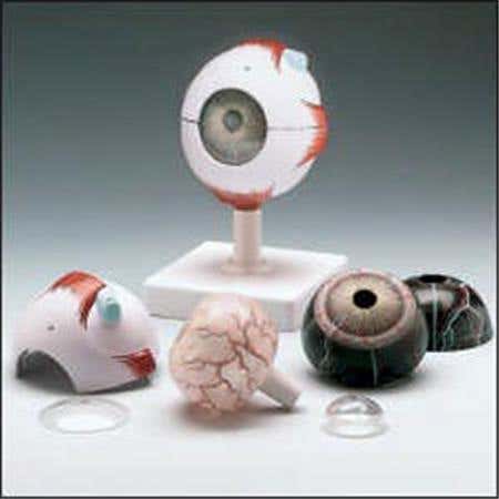 Human Eye Model