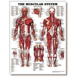 The Male Muscular System 20" X 26" Styrene