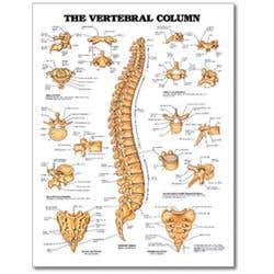 Chart Vertebral Column 20" X 26" Styrene