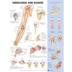Shoulder/Elbow Poster 20" X 26" Styrene