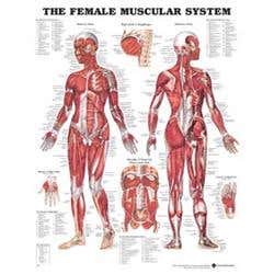 Chart Female Muscular System 1.5 Mil 20X26 Lamnt