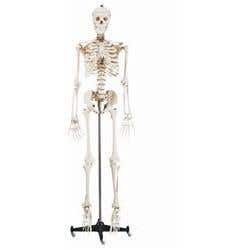 Budget Bucky Skeleton