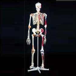 Mr Superskeleton