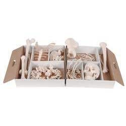 Disarticulated Half Skeleton - Right