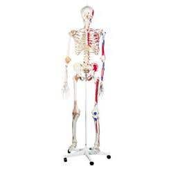 Super Human Skeleton Model "Sam" with Pelvic Roller Stand