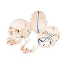 Classic Skull With Opened Lower Jaw