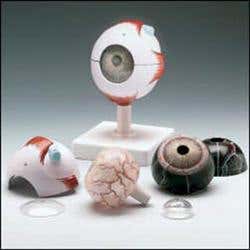 Human Eye Model
