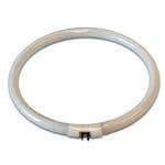 Circular Bulb