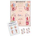 Reflexology Hand & Foot Chart Laminated 17 X 21