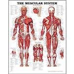 Anatomy Chart