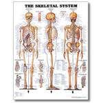 Skeletal System Poster 20" X 26" Styrene