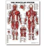 The Male Muscular System 20" X 26" Styrene