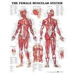 Chart Female Muscular System 1.5 Mil 20X26 Lamnt