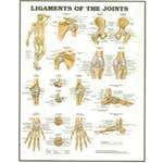 Ligaments Chart