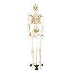 Mr. Thrifty Skeleton