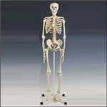 Model Full Skeleton W/Stand