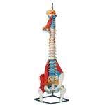 Full Spine Stand