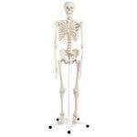 Stan-Standard Skeleton on Pelvic Roller Stand