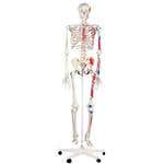 Max-The Muscle Skeleton W/Pelvic Roller Stand
