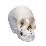 Anatomical Skull Kit 22 Part