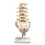 Lumbar Spinal Column
