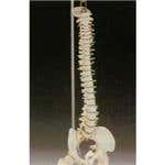 Desk Size Vertebral Column
