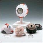 Human Eye Model