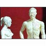 Male Or Female Acupuncture Models 22" Tall