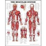 Anatomy Chart