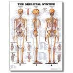 Skeletal System Poster 20" X 26" Styrene