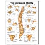 Chart Vertebral Column 20" X 26" Styrene